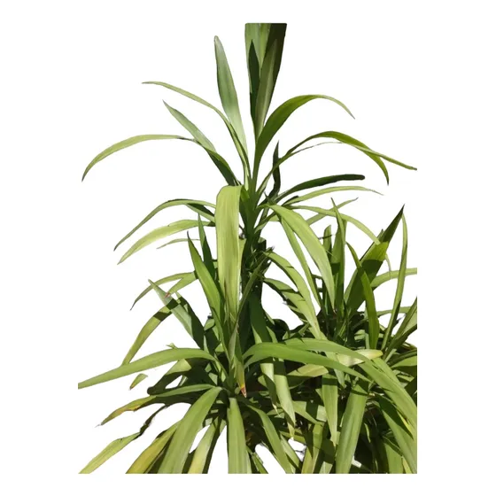 Plantas Gdes Helecho Exterior Duranta Drascena Yuca Y Más