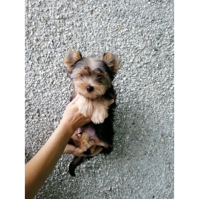 Cachorros