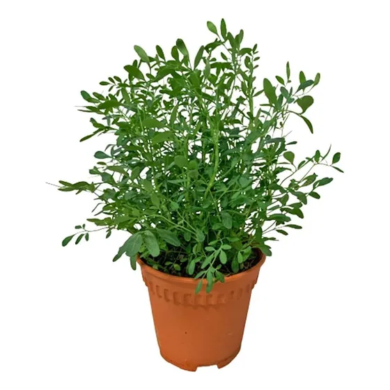 Ruda Planta Arbusto Medicinal Ornamental