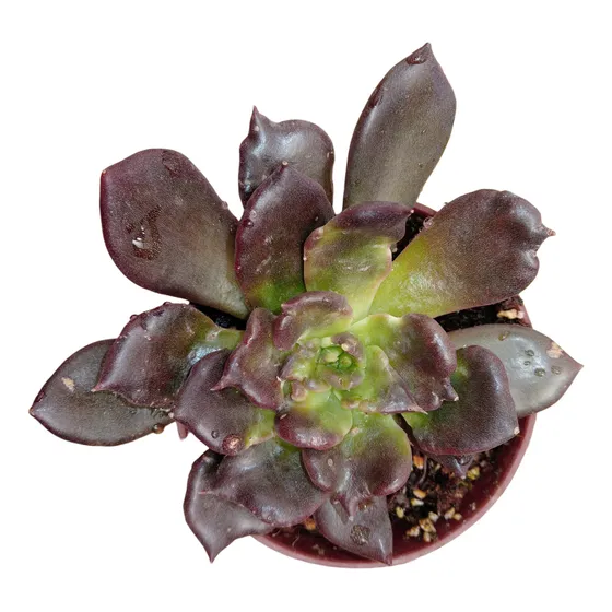 Suculenta Echeveria Super Bowl