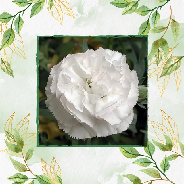 20 Semillas De Flor Clavel Blanco + Obsequio Germinación