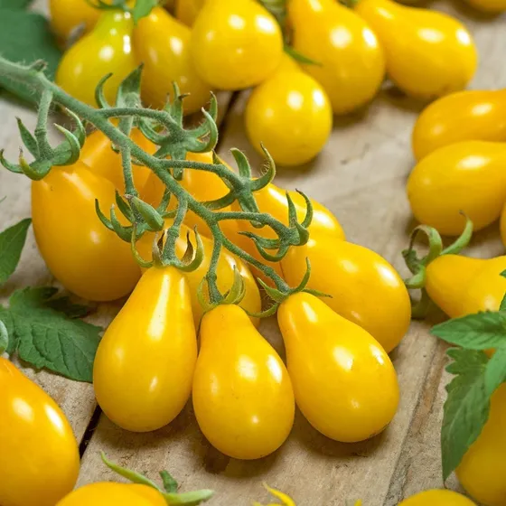 Oferta!! 40 Semillas Tomate Cherry Perita Amarillo 