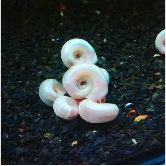 Caramujo Pink E Blue Ramshorn - 10 Unid.