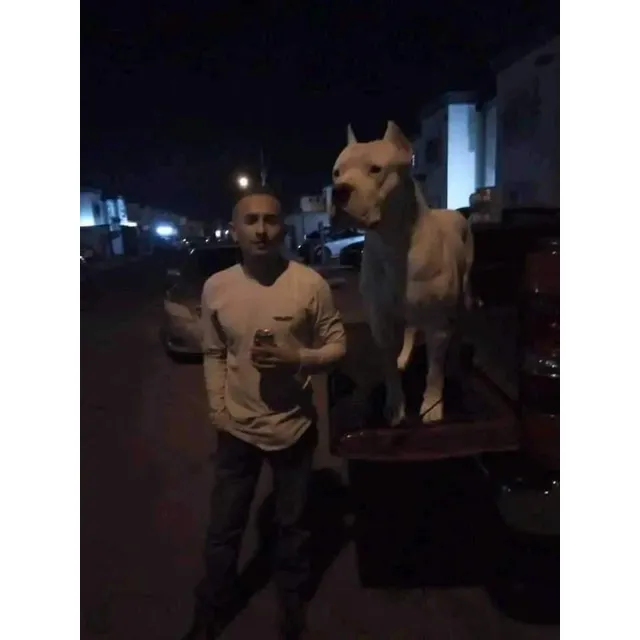 Cachorro Dogo Argentino