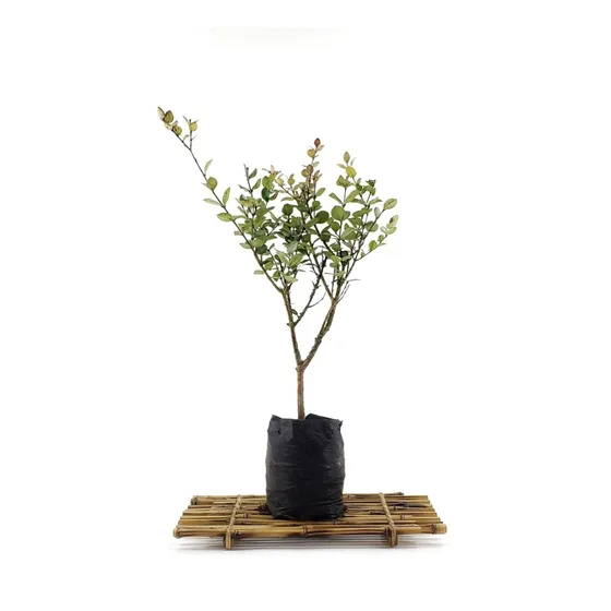 Plantín Cotoneaster Microphyllia 4 Años Domestic Bonsai 