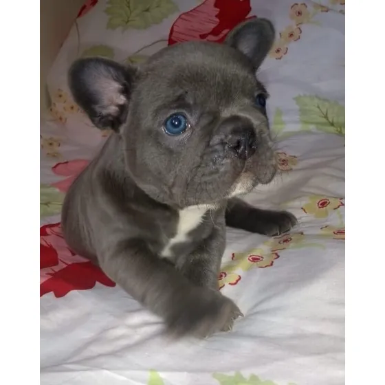 Bulldog Frances Cachorros Blue Exóticos Excelente Genetica