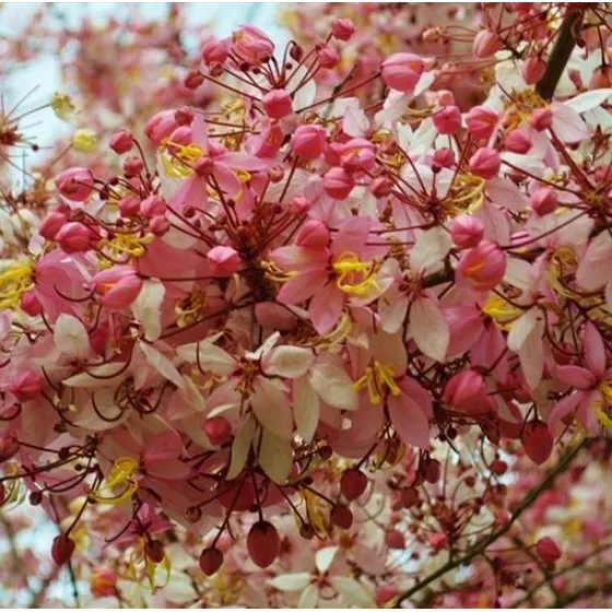 Cassia Flor Macieira Anã Arvore Dos Desejos Sementes P/mudas