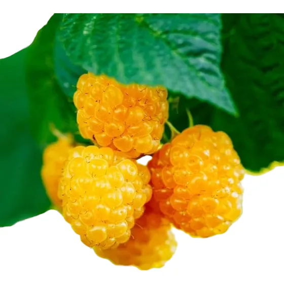 Planta De Frambuesa Dorada - Frutos Dulces Y Únicos