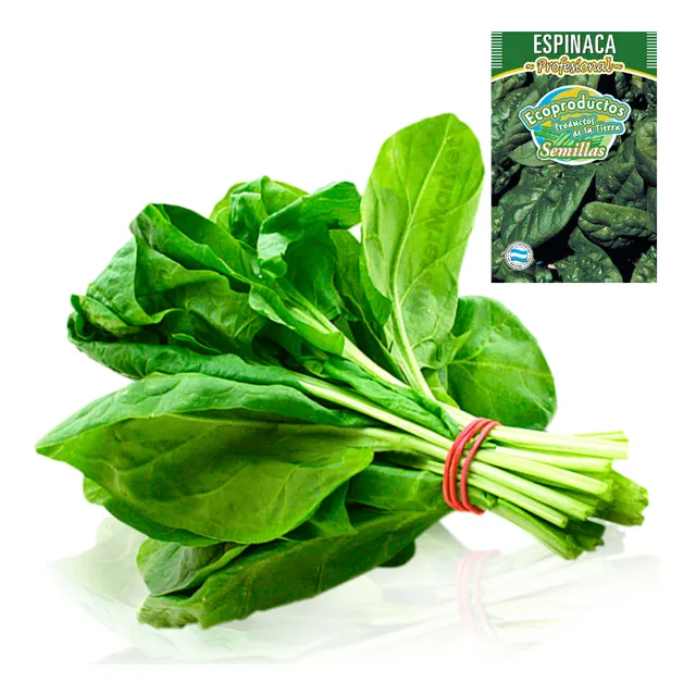 Semillas Huerta Espinaca Cultivo Hortalizas Ecoproductos Ct