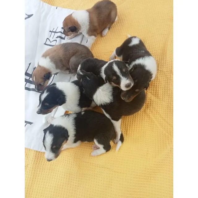 Perros Collie De Pelo Largo Pastor Escocés Cachorros Cali