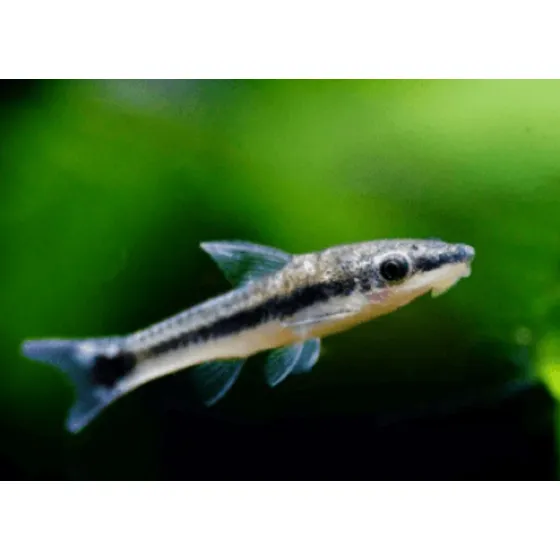 Peixe Limpa Vidro Otocinclus Affinis Pact Com 3 Unidades Preto E Cinza