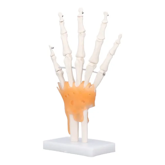 Modelo De Hueso De Mano Esqueleto De Tamaño Natural Pvc En L