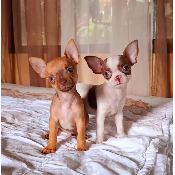 Chihuahuas Cabeza Manzana