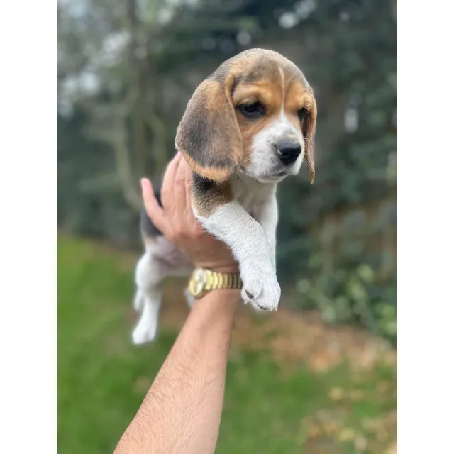 Beagle Tricolor Puro Garantizados 2