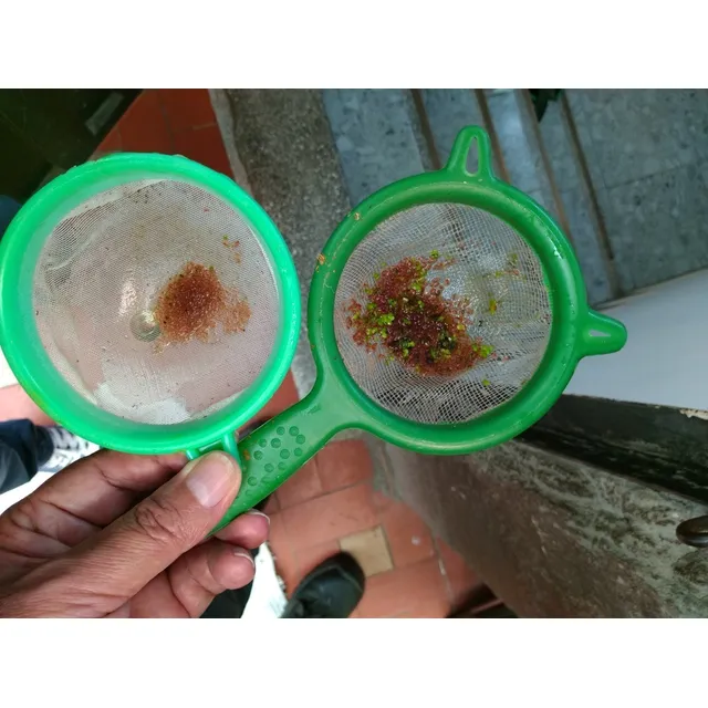 Pulgas De Agua