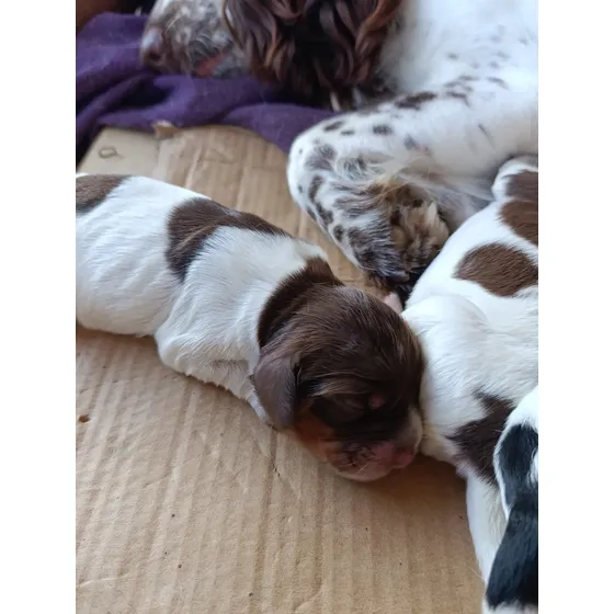 Filhote De Cocker Spaniel Fêmea E Macho Para Encomenda