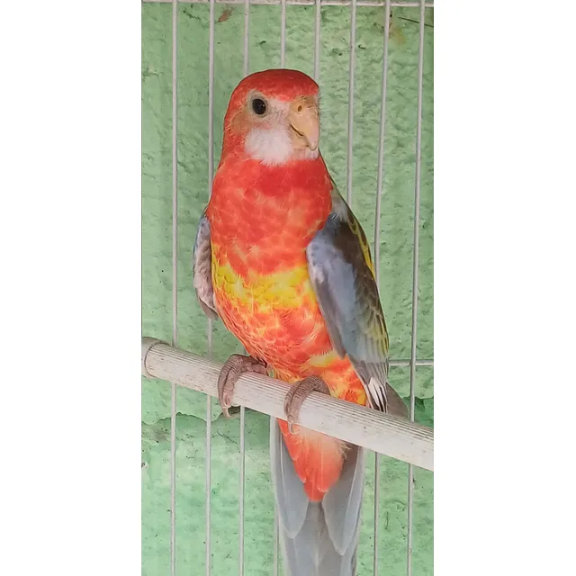 Rosellas Loras Australianas Agapornis Cocotillas