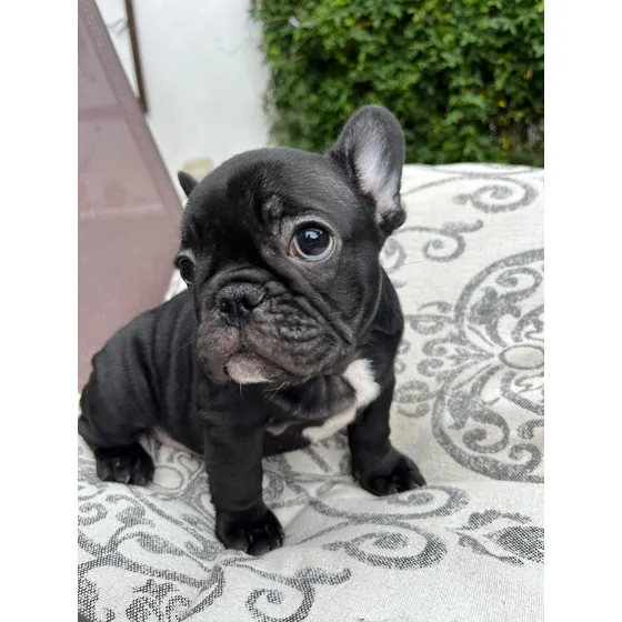 Bulldog Francés, Hembra Y Macho, Ya Tienen 2 Vacunas, Listo