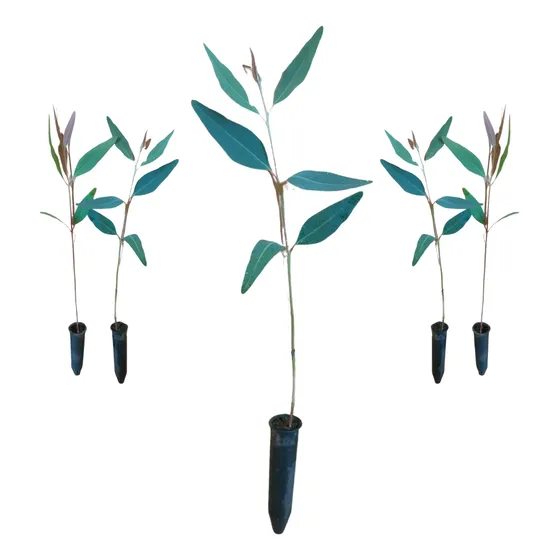 Mudas Eucalipto Vermelho - Eucalyptus Camaldulensis 20 Un