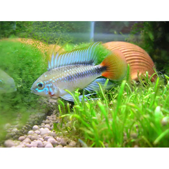 Apistogramma Mamoré 4 Cm