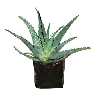 Suculenta. Sabila (aloe Vera) 30cm Envio A Toda La Republica Suculenta. Sabila (aloe Vera) 30cm Envio A Toda La Republica
