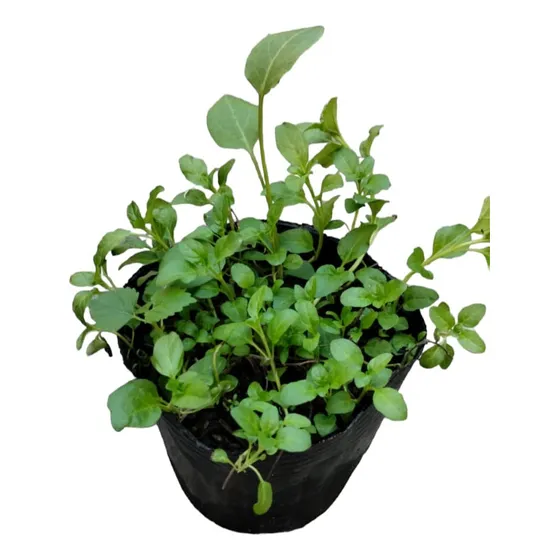 Planta De Hierbabuena Yerba Buena
