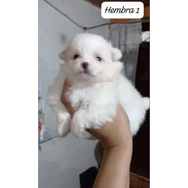 Cachorros Pomerania