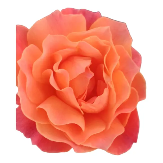Rosales Floribundos 