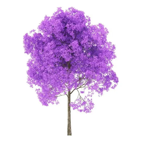 Jacaranda De 2m Árbol De Sombra Envíos A Todo El País!!!