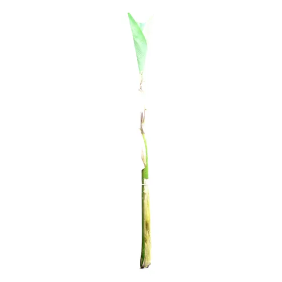 Planta De Banano Plátano Bananero De Casi 3 Metros No Envio