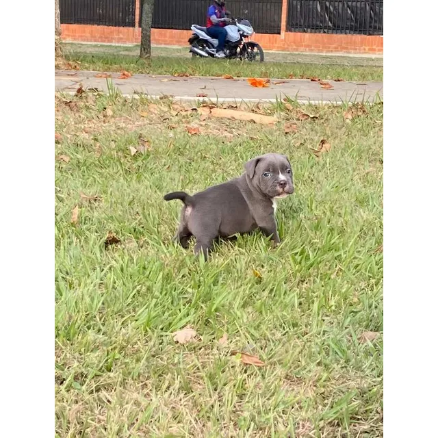 Cachorro American Bully Macho Blue Perross Co