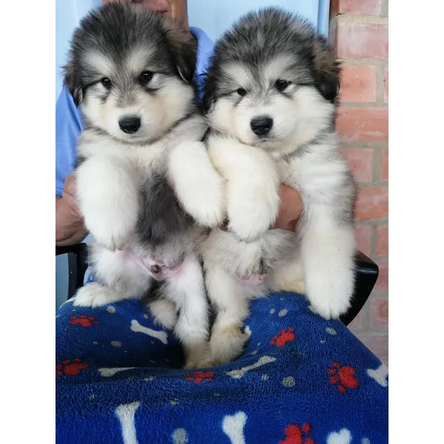 Alaska Malamute  Hembras O Macho