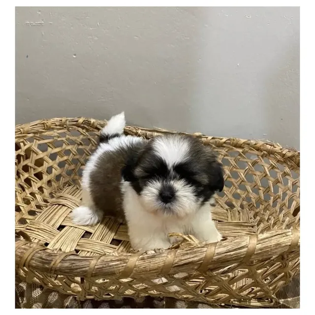 Shih Tzu Hembras