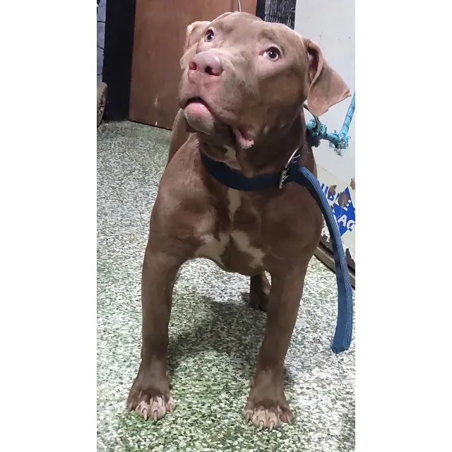 Cachorros American Bully Xl Disponibles