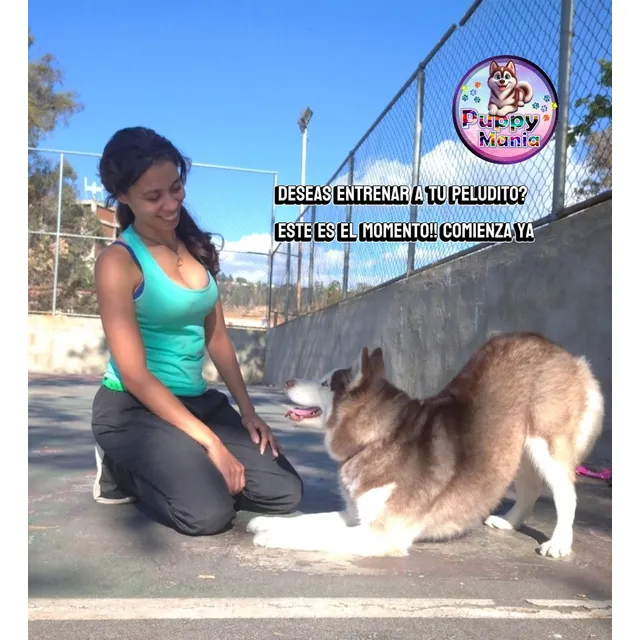 Poodle Minitoy Adiestramiento 
