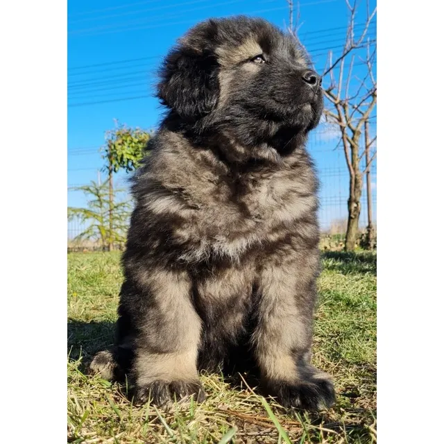 Perros Pastor Caucásico Cachorros Colombia Bogotá Cali Dogs