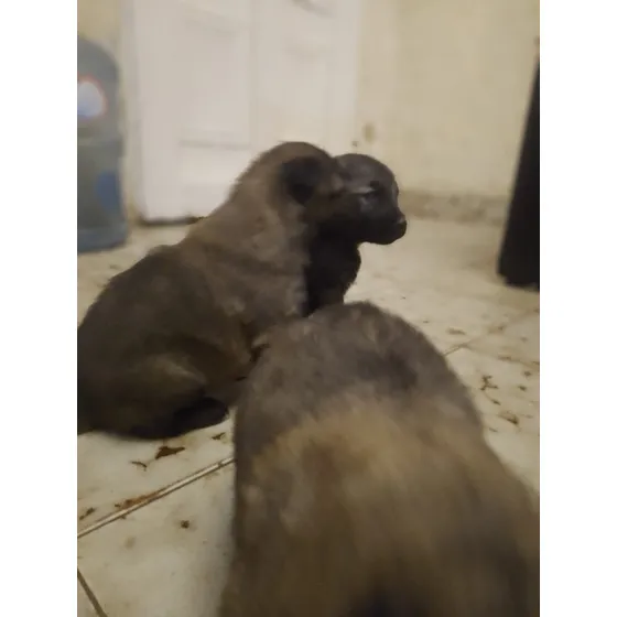 Ovejero Belga Tervueren Cachorros