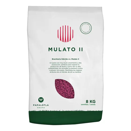 8 Kg. Pasto Mulato Ii Hibrido De Semillas Papalotla