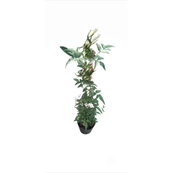 Planta Enredadera Jazmín Chino 
