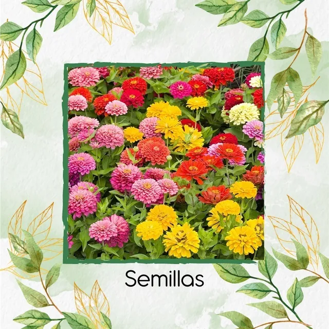 18 Semillas Orgánicas De Flor Rosa Mística Enana