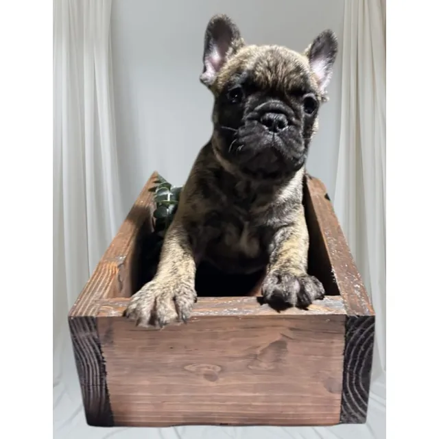 Bulldog Francés 2 Ms De Edad, Vacunas Y Desparacitado Al Dia