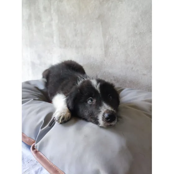 Filhotes De Border Collie Machos