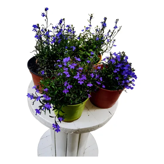 Lobelia Irinus Herbácea 4 Plantas 30 Cm Altura