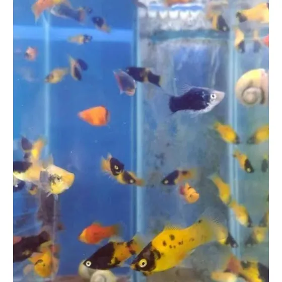 100 Peixes Variados, Para Alimento Vivo, Melhor Custo 