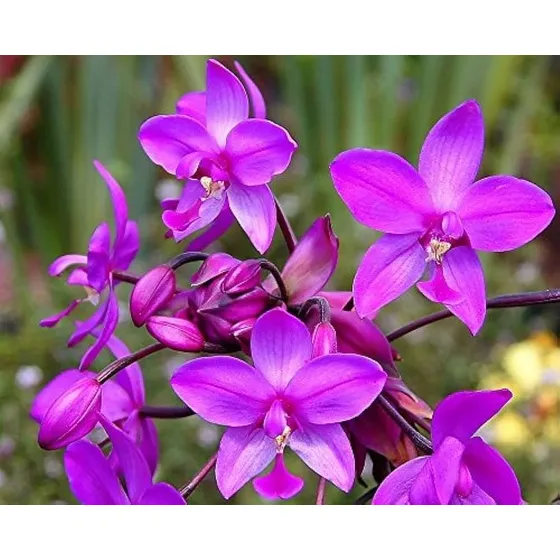 Orquideas Terrestres. Plantas Ornamentales Y De Jardín