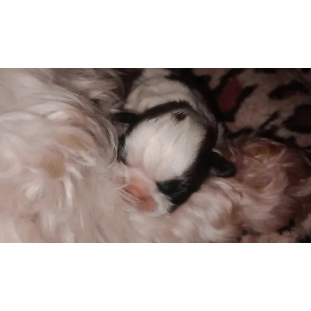 Shih Tzu Cachorros