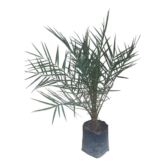 Palmera Datilera Phoenix Dactylifera Original