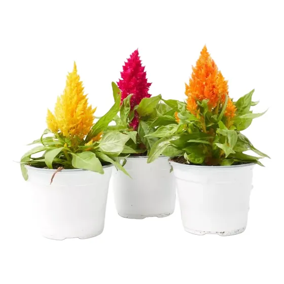 40 Semillas Celosia Plumosa Mix - Calidad Premium