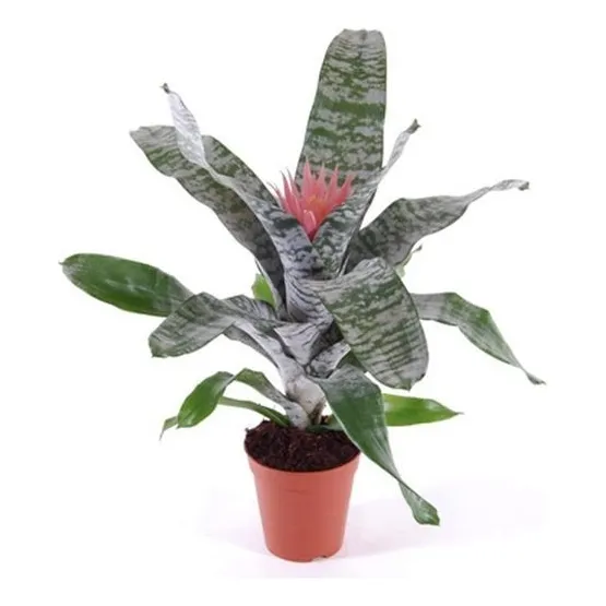 Bromelias, ( Aechmea Fasciata) ! Plantas Tropicales 
