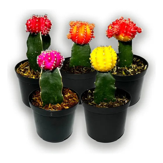 Cactus Injerto Coreano X 6 Unidades